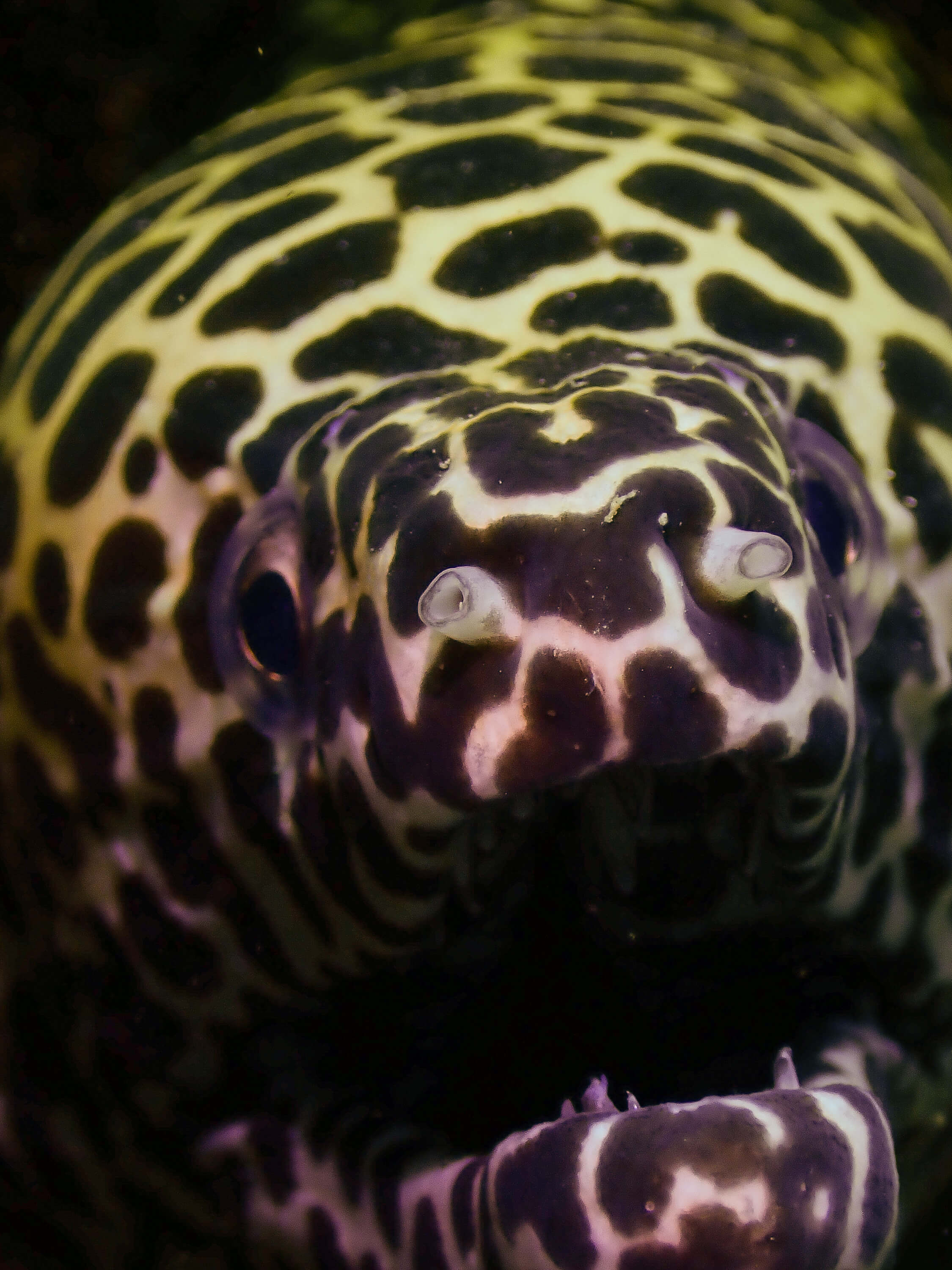 Macro Photography 4